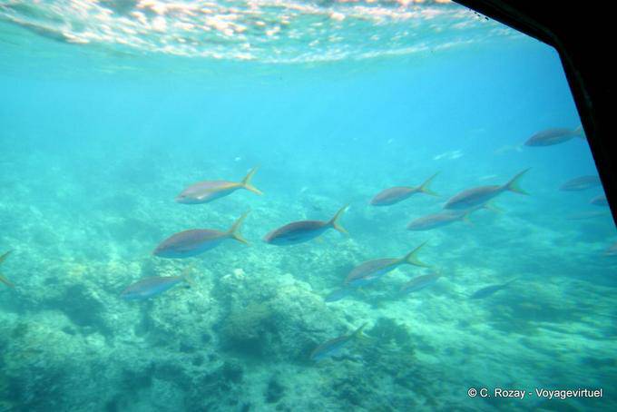 Passaggio di pesce, in barca immersioni al Islet Pigeon - Guadalupa