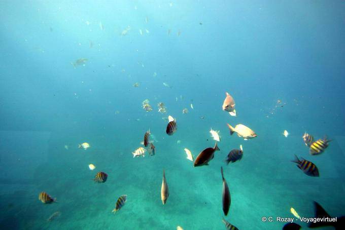 Pesce e luce penetrante, subacquea verso l'Isolotto Pigeon - Guadalupa