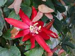 Passiflora vitifolia, Deshaies giardino, Guadalupa.