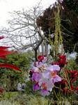 Orchidee nel Deshaies parco floreali e animali, Guadalupa.