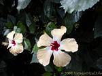 Fiori di ibisco, famiglia malva, Deshaies Giardino Botanico, Guadalupa.