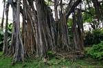 Radici aeree del banyan, Deshaies giardino, Guadalupa.
