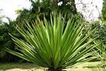 Famiglia Yucca Agavaceae, Giardino Deshaies, Guadalupa.