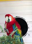 Parrot Ara macao o Ara macao, Deshaies Parco, Guadalupa.