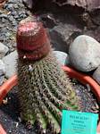 Melocactus intortus, chiamata anche la testa cactus a inglese, Giardino Deshaies, Guadalupa.