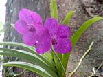 Orchidee Ascocenda principessa Mikasa rosa, Deshaies, Guadalupa.