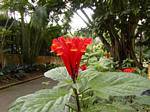 Pianta con fiore rosso-arancio (non identificato), Giardino di Deshaies, Guadalupa.
