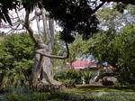 Kapok albero o formaggio, giardino botanico di Deshaies, Guadalupa.