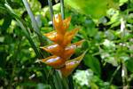 Heliconia caribaea giallo o balisier Caraibi, Guadalupa, Guadalupa.
