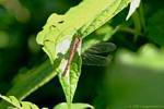 Libellula (Odonata anisopteran), Guadalupa, Guadalupa.