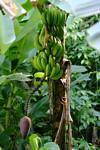 Mazzo di banane su una banana, Guadeloupe, Guadalupa.