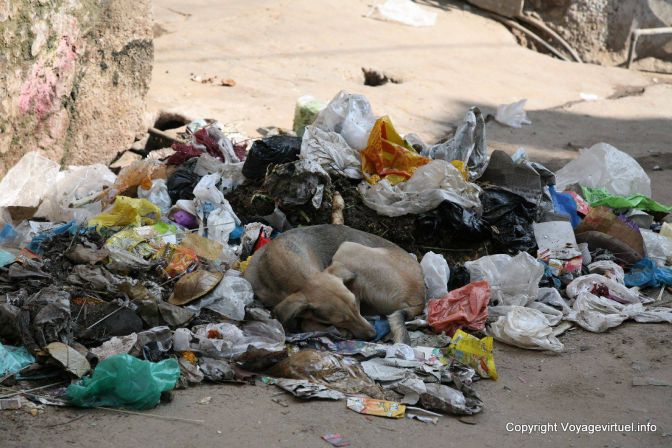 Pushkar Chien Dans Les Ordures - India