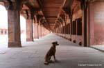 Fatepuhr Sikri ecuries.