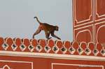 Jaipur city palace.