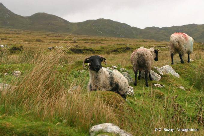 Testa nera pecore, Achill Island - Irlanda