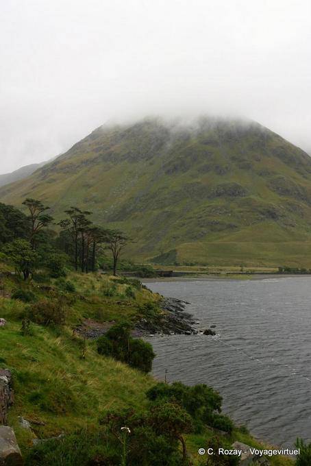 Pini sulle rive del Lough Doo, R335 Sligo - Irlanda