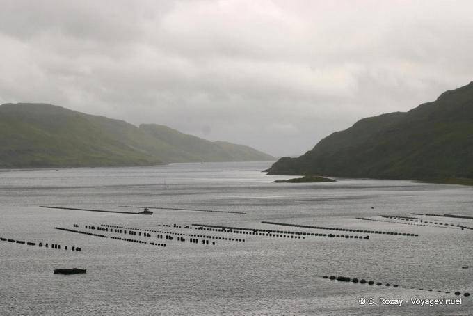 Cultura Pesce in Killary Harbour - Irlanda