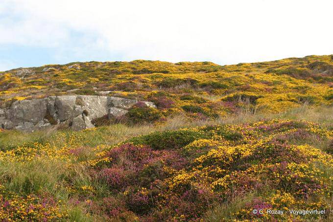 Vegetazione fiori colorati, Connemara Clifden Sky Road - Irlanda