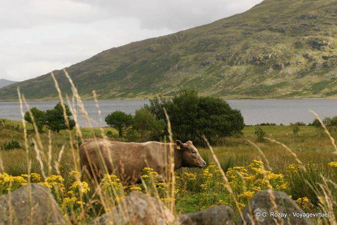 Mucca in campagna, Connemara - Irlanda