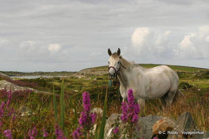 Fiori e cavallo bianco, Connemara Galway - Irlanda