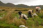 Testa nera pecore, Achill Island, Irlanda.