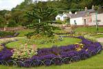 Parterre e Araucaria nel giardino vittoriano, Connemara Kylemore Abbey, Irlanda.