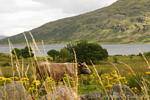 Mucca in campagna, Connemara, Irlanda.