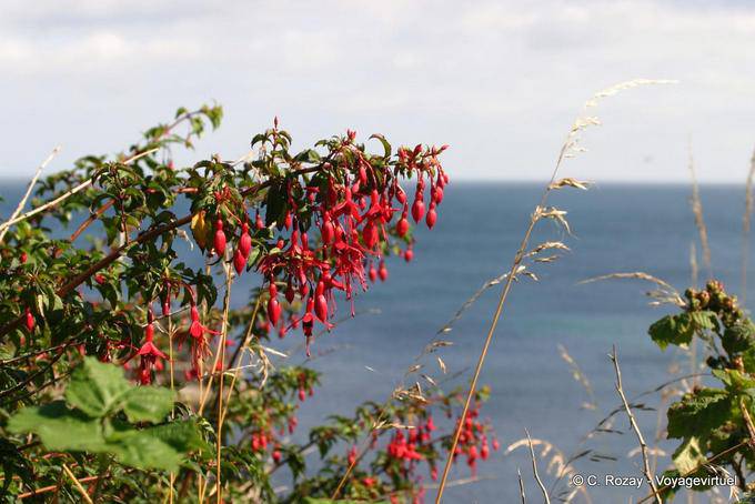 Fucsia Magellano di fronte al mare, White Park Bay - Irlanda de Nord