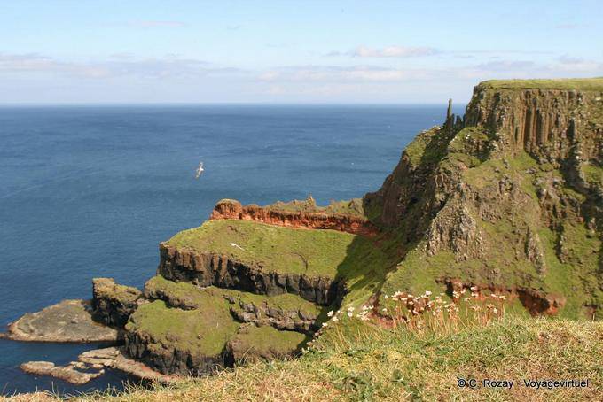 Fiori e uccelli di mare, Giants Causeway - Irlanda de Nord