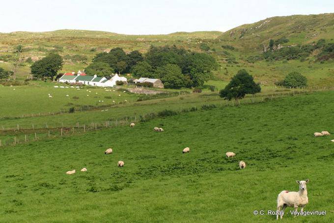 Pecore in campi di avanzata Fairhead - Irlanda de Nord