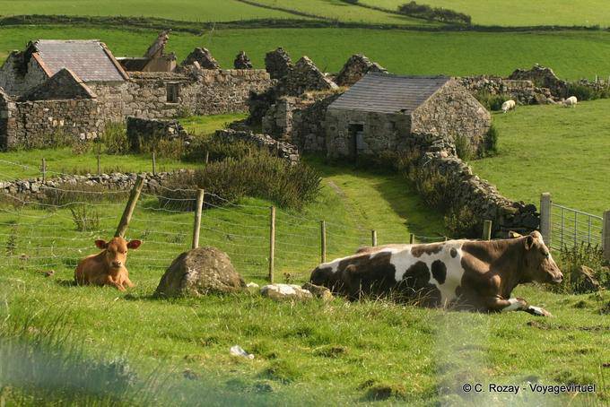 Mucche davanti alle case abbandonate a Fair Head - Irlanda de Nord