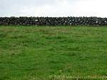 Pila di pietra a secco a formare una parete, Antrim Coast, Irlanda de Nord.