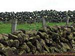 Muro di pietra, tipico di Ulster paesaggio, i pascoli di separazione, Antrim Coast, Irlanda de Nord.