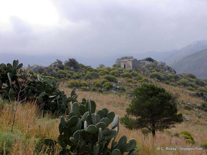Cactus in campagna, Cefalù - Italia