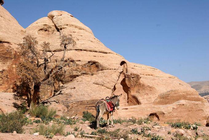Ane lungo la strada per Deir, Petra - Giordania