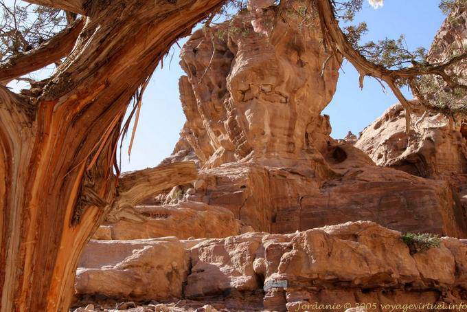Albero pelato intorno al Deir, Petra - Giordania