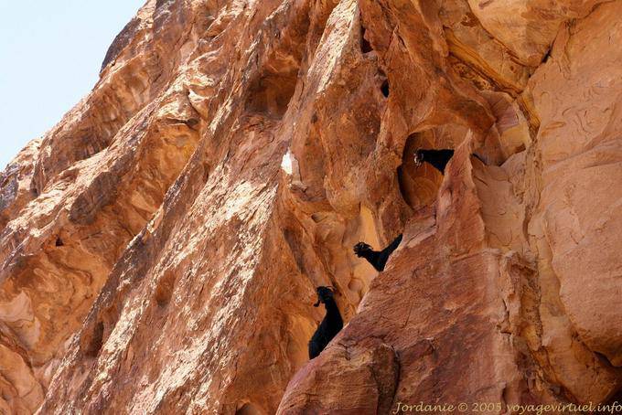 Capre acrobazie sulla scogliera di Wadi Al-Farasa, Petra - Giordania