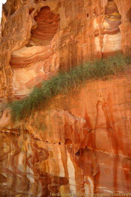 Vegetazione appeso in un guasto della scogliera, Jebel al-Madhbah, Petra - Giordania
