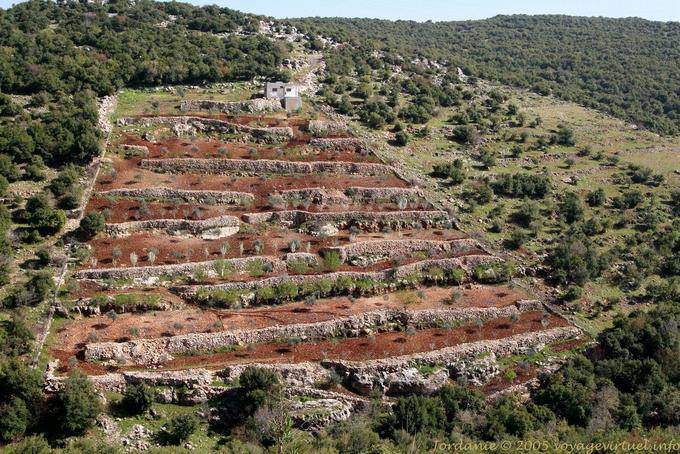 Terrazze Crop intorno Umm Qays - Giordania