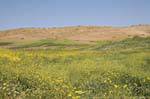 Fiori natura su una collina a Pella, Giordania.