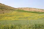 Cultura nella Valle del Giordano, vicino a Pella, Giordania.