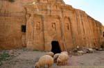 Pecore al davanti alla tomba di soldato romano, Wadi Al-Farasa, Petra, Giordania.