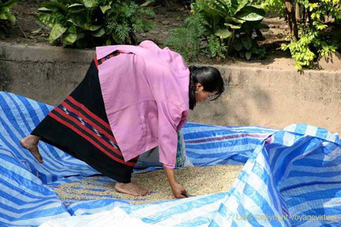 Ordinamento il raccolto di riso Ban Xanhai, Laos