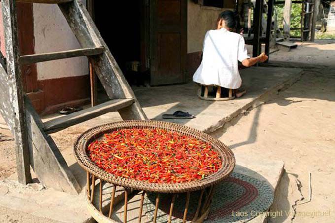 Peperoni, Ban Xanhai, Laos