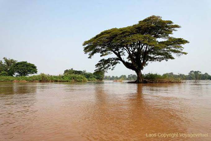 Albero in mezzo al fiume, Det Isola, Laos