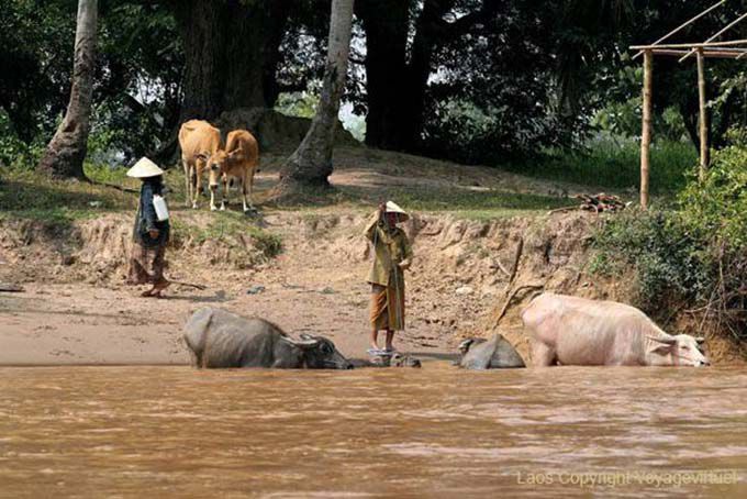 Buffaloes balneazione, Det Isola, Laos