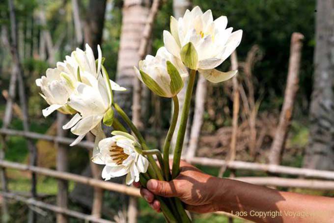 Bouquet di White Lotus Khone Island, Laos