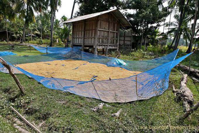 Riso essiccazione, Khone Island, Laos