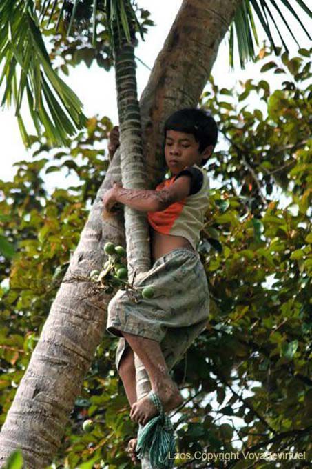Perilous betel raccolta, Khone Island, Laos