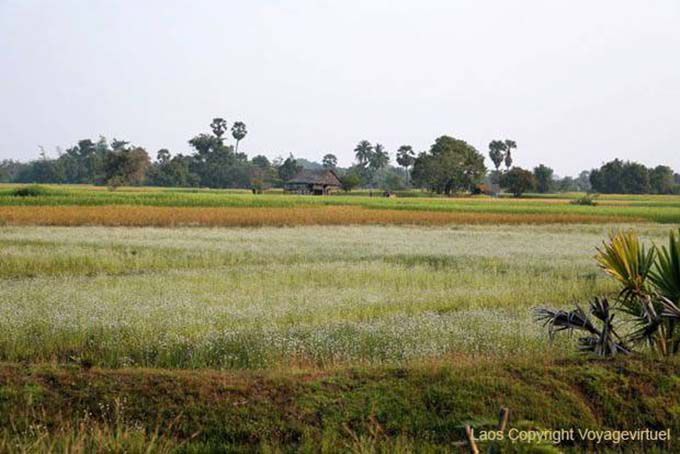 Campagna e culture, Khong Island, Laos
